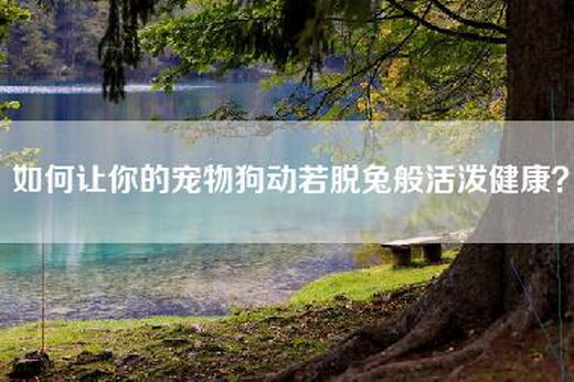 如何让你的宠物狗动若脱兔般活泼健康？