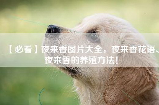 【必看】夜来香图片大全，夜来香花语、夜来香的养殖方法！