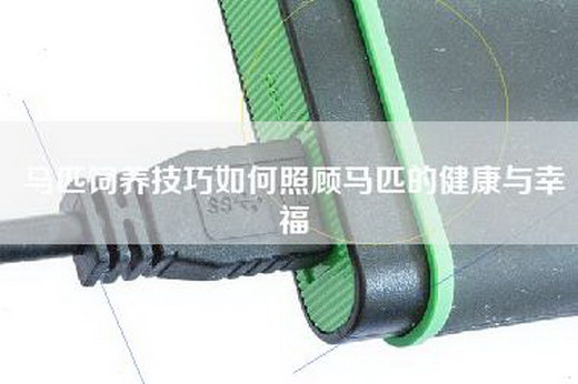 马匹饲养技巧如何照顾马匹的健康与幸福