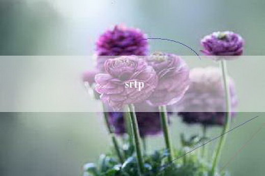 srtp