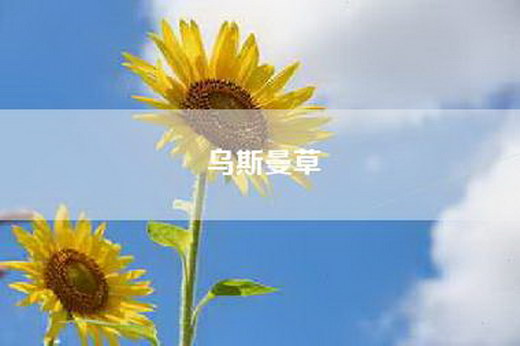 乌斯曼草