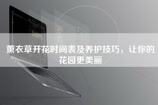 薰衣草开花时间表及养护技巧，让你的花园更美丽