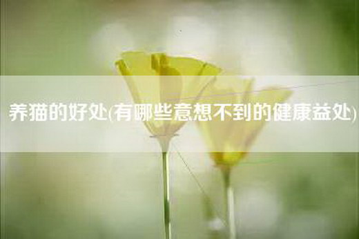 养猫的好处(有哪些意想不到的健康益处)