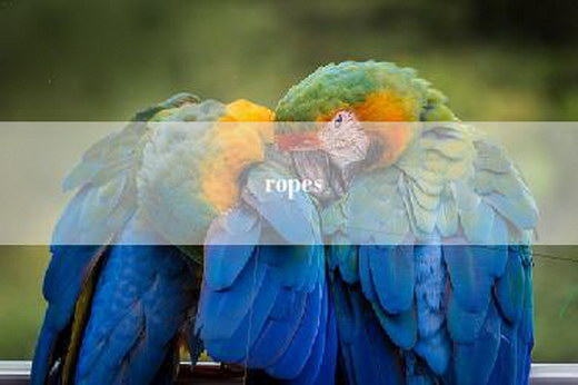 ropes