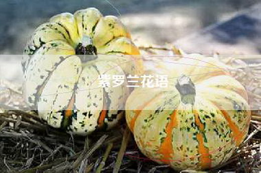 紫罗兰花语