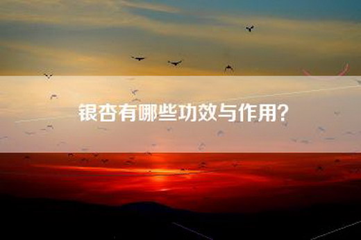 银杏有哪些功效与作用？