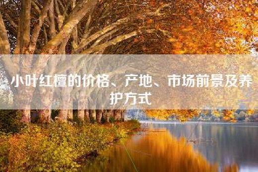 小叶红檀的价格、产地、市场前景及养护方式