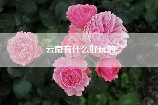 云南有什么好玩的