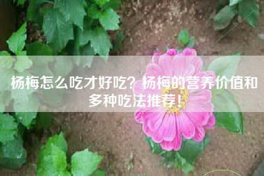 杨梅怎么吃才好吃？杨梅的营养价值和多种吃法推荐！