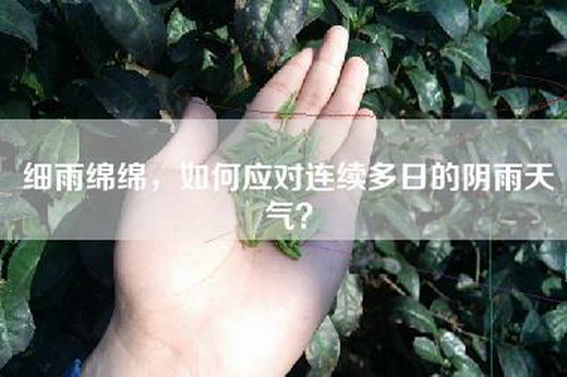 细雨绵绵，如何应对连续多日的阴雨天气？