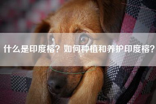 什么是印度榕？如何种植和养护印度榕？