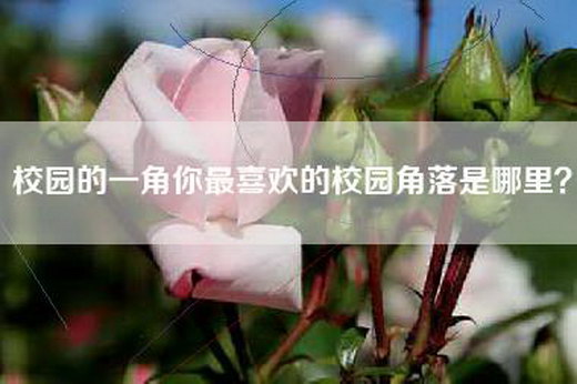 校园的一角你最喜欢的校园角落是哪里？