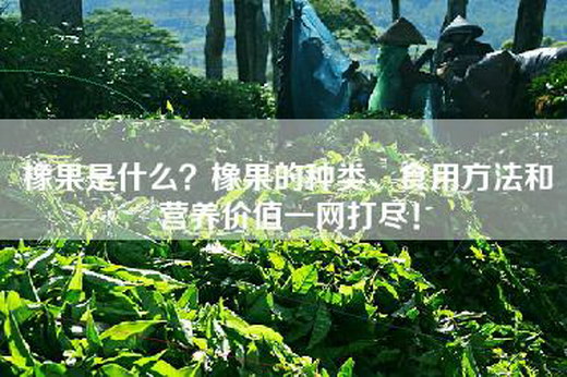橡果是什么？橡果的种类、食用方法和营养价值一网打尽！