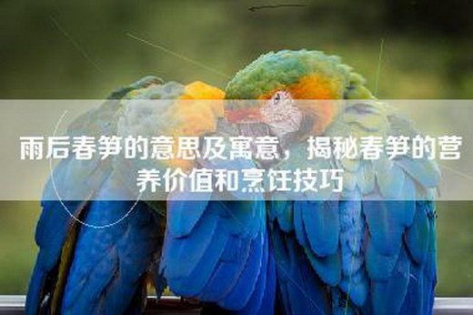 雨后春笋的意思及寓意，揭秘春笋的营养价值和烹饪技巧