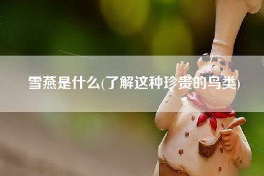 雪燕是什么(了解这种珍贵的鸟类)