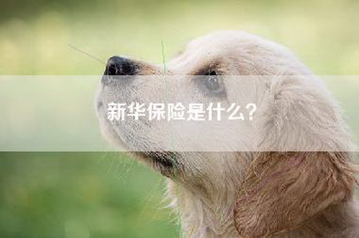 新华保险是什么？