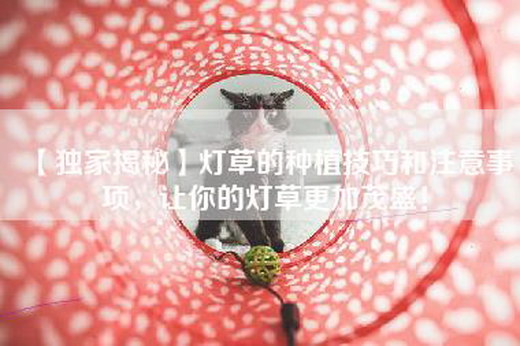 【独家揭秘】灯草的种植技巧和注意事项，让你的灯草更加茂盛！
