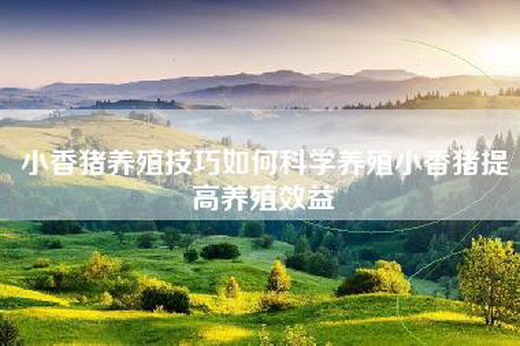小香猪养殖技巧如何科学养殖小香猪提高养殖效益