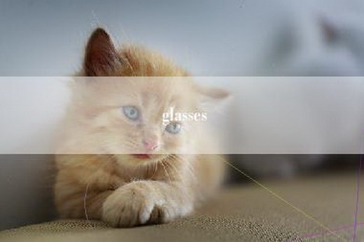 glasses