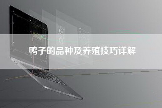 鸭子的品种及养殖技巧详解