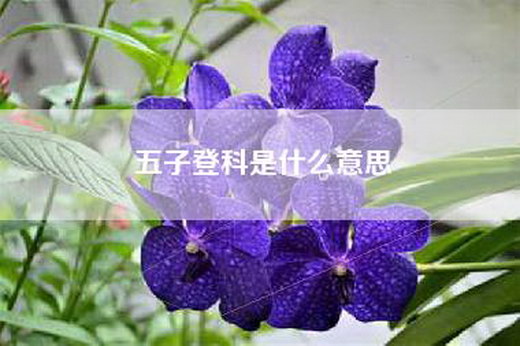 五子登科是什么意思