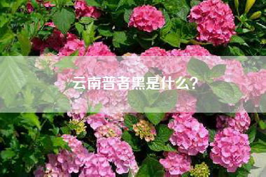 云南普者黑是什么？