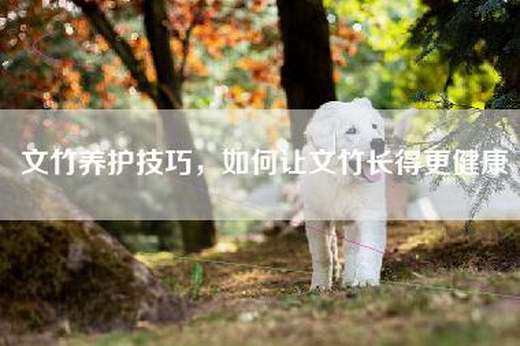 文竹养护技巧，如何让文竹长得更健康