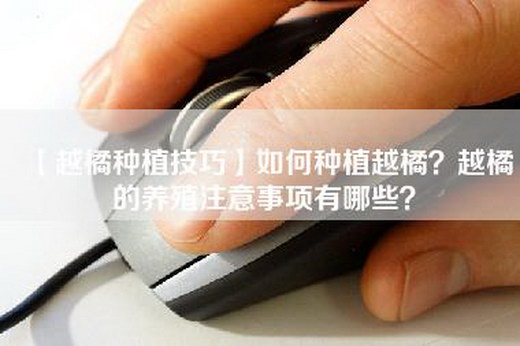 【越橘种植技巧】如何种植越橘？越橘的养殖注意事项有哪些？