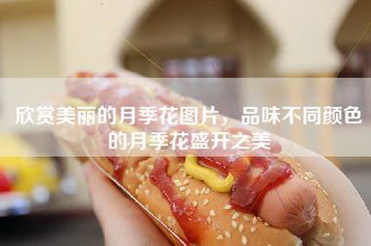 欣赏美丽的月季花图片，品味不同颜色的月季花盛开之美