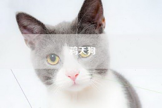 鸦天狗