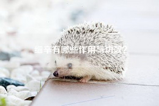 细辛有哪些作用与功效？