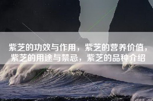紫芝的功效与作用，紫芝的营养价值，紫芝的用途与禁忌，紫芝的品种介绍