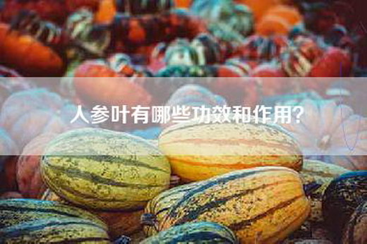 人参叶有哪些功效和作用？