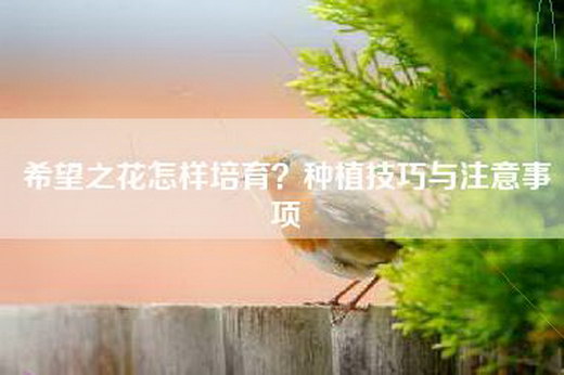 希望之花怎样培育？种植技巧与注意事项
