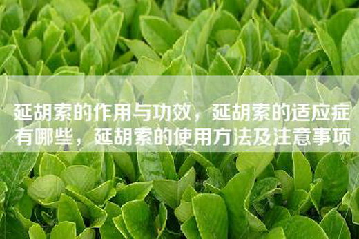延胡索的作用与功效，延胡索的适应症有哪些，延胡索的使用方法及注意事项