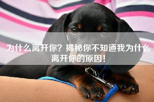 为什么离开你？揭秘你不知道我为什么离开你的原因！
