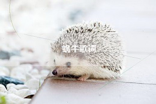 蜗牛歌词