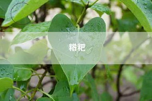 糌粑