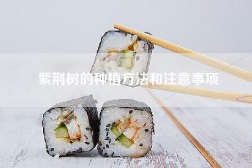 紫荆树的种植方法和注意事项