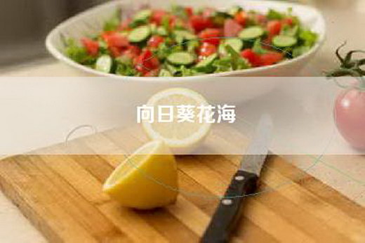 向日葵花海