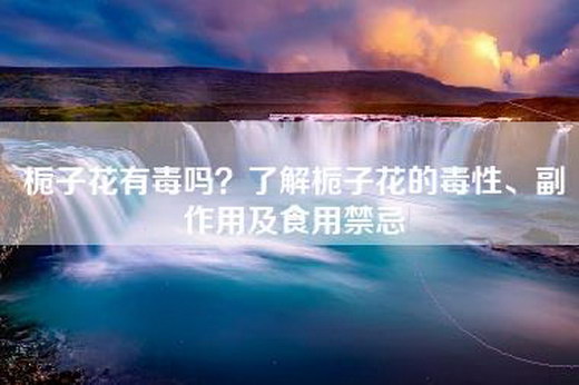 栀子花有毒吗？了解栀子花的毒性、副作用及食用禁忌