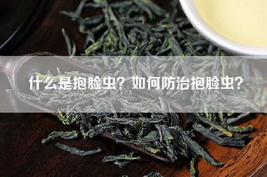 什么是抱脸虫？如何防治抱脸虫？