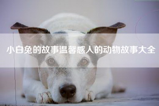 小白兔的故事温馨感人的动物故事大全