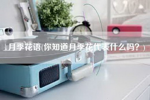 月季花语(你知道月季花代表什么吗？)