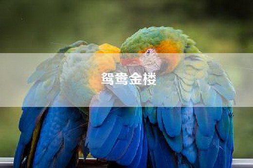鸳鸯金楼