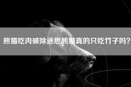 熊猫吃肉破除迷思熊猫真的只吃竹子吗？