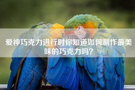 爱神巧克力进行时你知道如何制作最美味的巧克力吗？