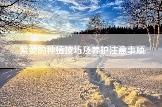 紫菱的种植技巧及养护注意事项