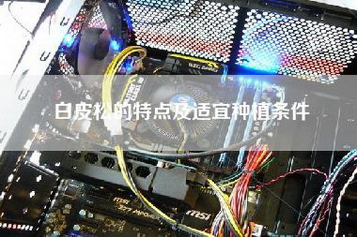白皮松的特点及适宜种植条件
