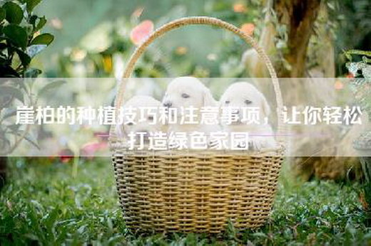 崖柏的种植技巧和注意事项，让你轻松打造绿色家园
